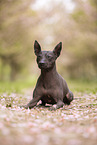 American Hairless Terrier at cherry blossom time