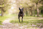 American Hairless Terrier at cherry blossom time