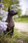 American Hairless Terrier between lilac