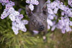 American Hairless Terrier between lilac