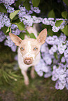 American Hairless Terrier between lilac
