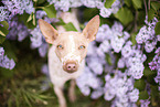 American Hairless Terrier between lilac