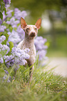 American Hairless Terrier between lilac