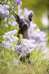 American Hairless Terrier between lilac