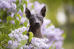 American Hairless Terrier between lilac