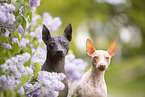 male and female American Hairless Terrier
