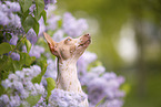 American Hairless Terrier between lilac