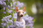 American Hairless Terrier between lilac