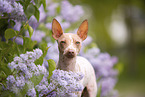 American Hairless Terrier between lilac