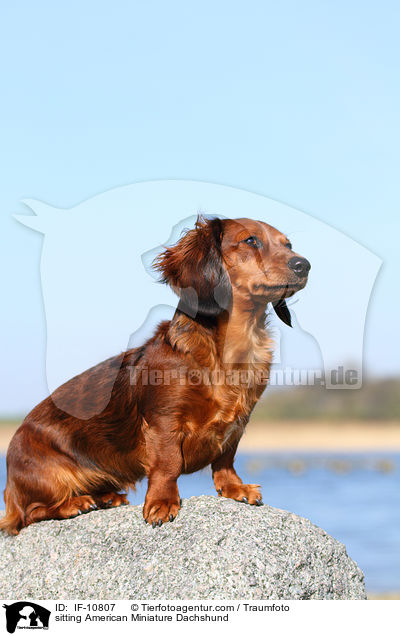 sitting American Miniature Dachshund / IF-10807