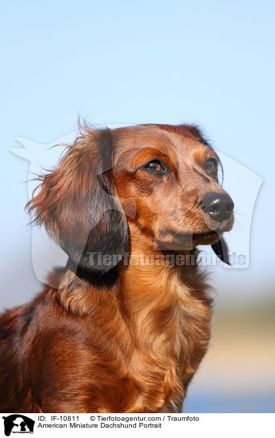 American Miniature Dachshund Portrait / IF-10811