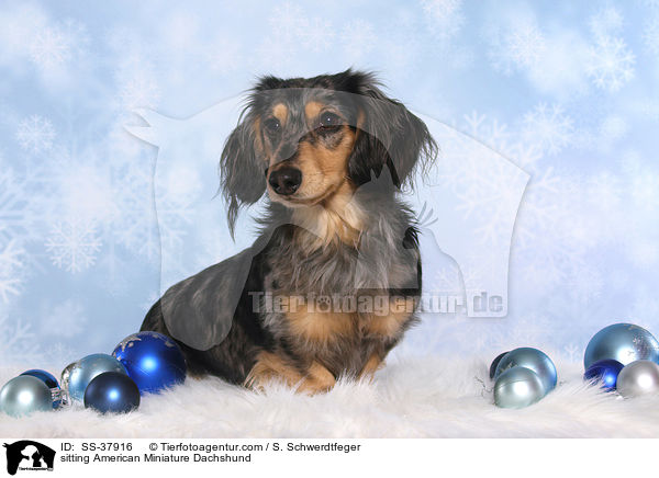 sitzender Amerikanischer Zwergdackel / sitting American Miniature Dachshund / SS-37916