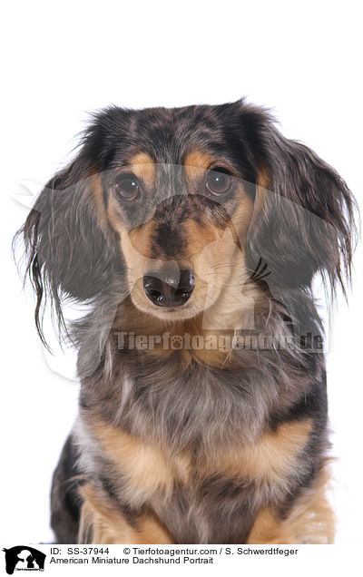 Amerikanischer Zwergdackel Portrait / American Miniature Dachshund Portrait / SS-37944