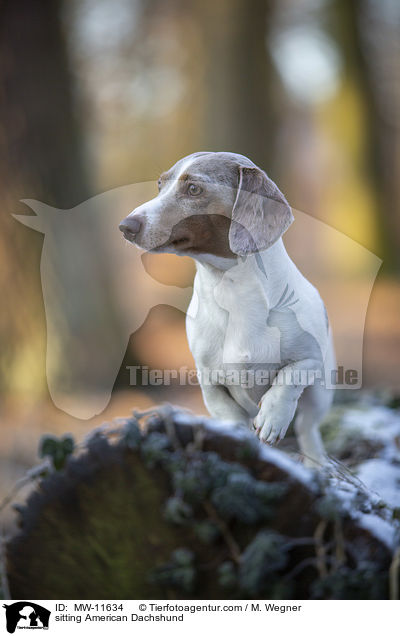 sitzender Amerikanischer Dackel / sitting American Dachshund / MW-11634