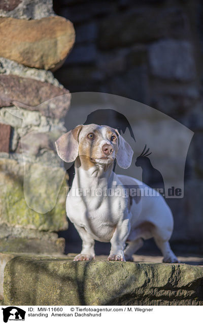 stehender Amerikanischer Dackel / standing  American Dachshund / MW-11660