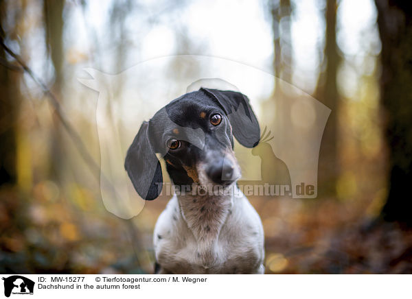 Dackel im herbstlichen Wald / Dachshund in the autumn forest / MW-15277