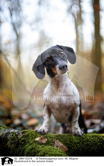 Dackel im herbstlichen Wald / Dachshund in the autumn forest / MW-15278