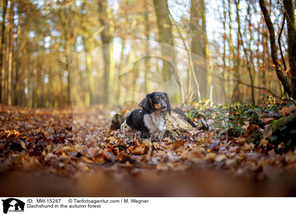 Dackel im herbstlichen Wald / Dachshund in the autumn forest / MW-15287