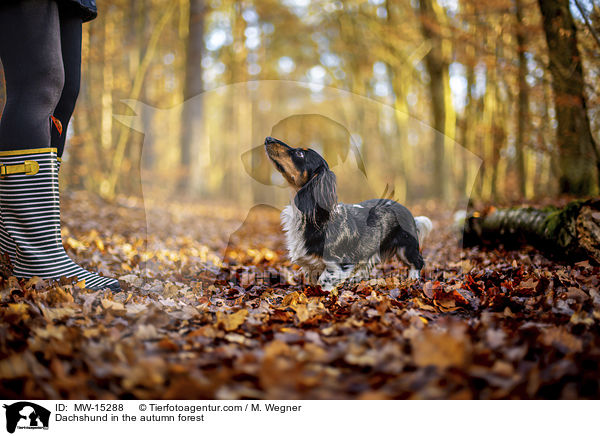 Dackel im herbstlichen Wald / Dachshund in the autumn forest / MW-15288