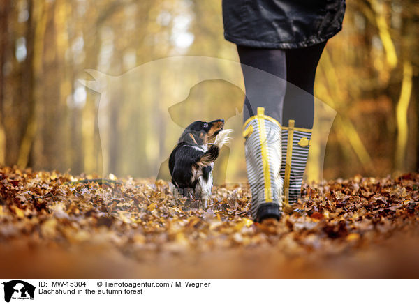 Dackel im herbstlichen Wald / Dachshund in the autumn forest / MW-15304