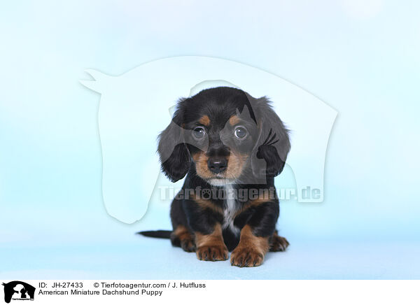 American Miniature Dachshund Puppy / JH-27433