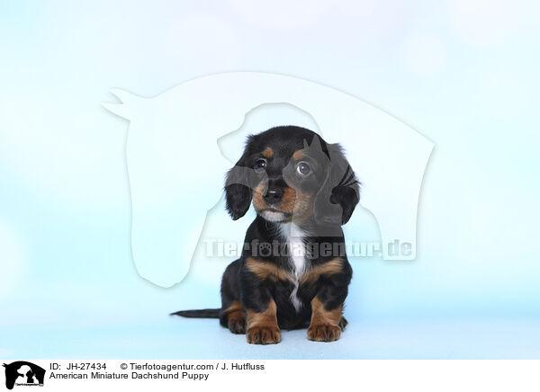 American Miniature Dachshund Puppy / JH-27434