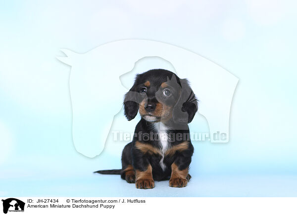 Amerikanischer Zwergdackel Welpe / American Miniature Dachshund Puppy / JH-27434