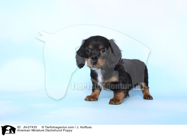 American Miniature Dachshund Puppy / JH-27435