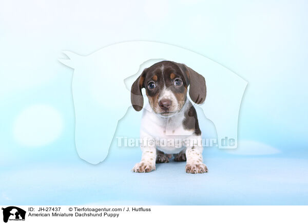 American Miniature Dachshund Puppy / JH-27437