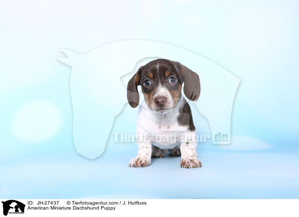 Amerikanischer Zwergdackel Welpe / American Miniature Dachshund Puppy / JH-27437