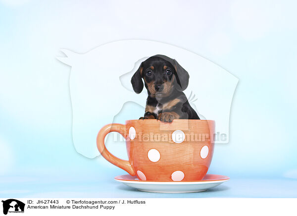Amerikanischer Zwergdackel Welpe / American Miniature Dachshund Puppy / JH-27443