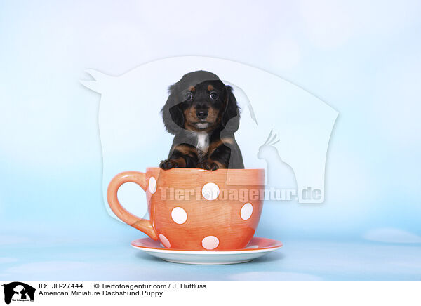 American Miniature Dachshund Puppy / JH-27444