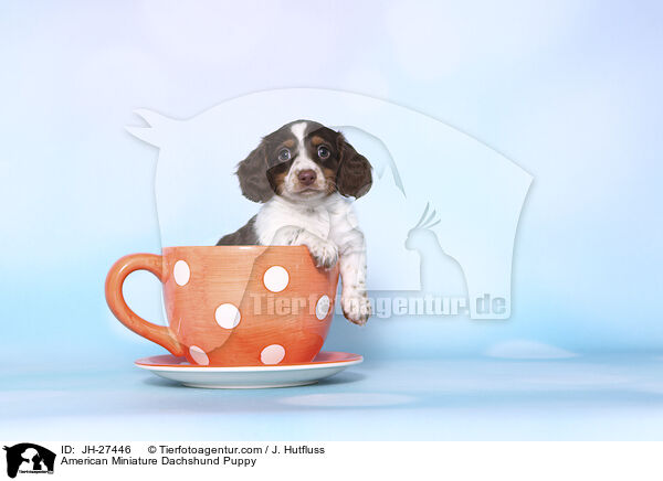 American Miniature Dachshund Puppy / JH-27446