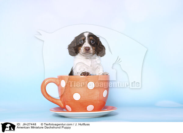 American Miniature Dachshund Puppy / JH-27448