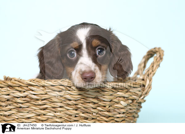 American Miniature Dachshund Puppy / JH-27450