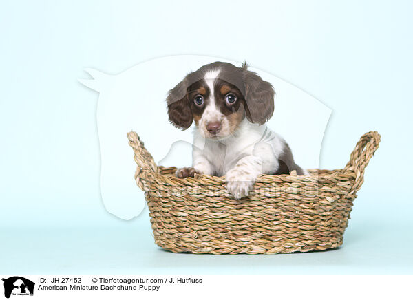 Amerikanischer Zwergdackel Welpe / American Miniature Dachshund Puppy / JH-27453