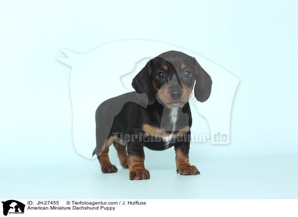 American Miniature Dachshund Puppy / JH-27455
