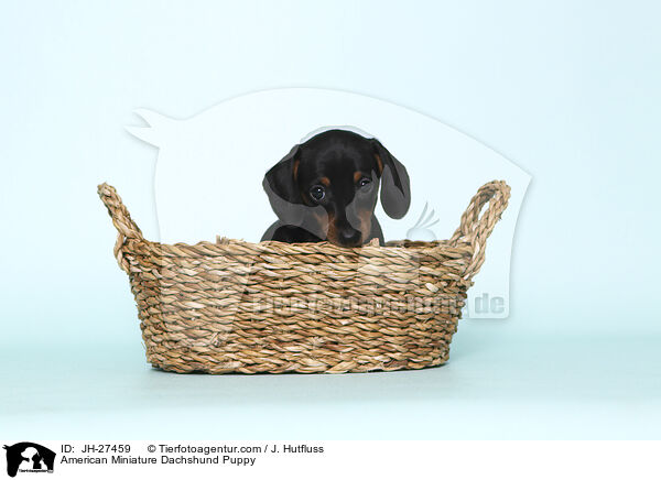 American Miniature Dachshund Puppy / JH-27459