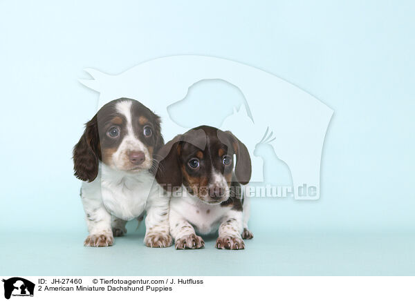 2 American Miniature Dachshund Puppies / JH-27460