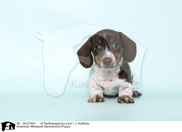 American Miniature Dachshund Puppy / JH-27461