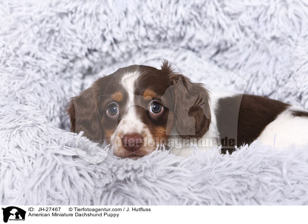 American Miniature Dachshund Puppy / JH-27467