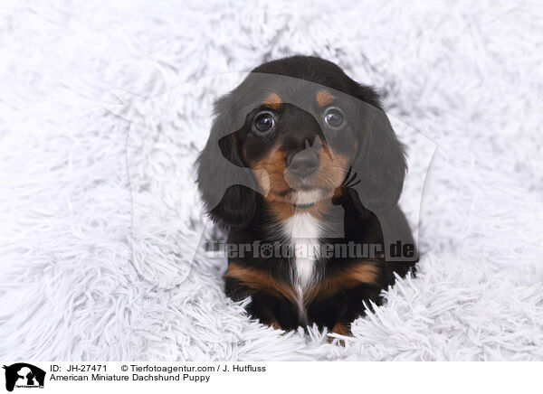 American Miniature Dachshund Puppy / JH-27471