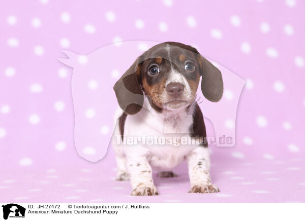 American Miniature Dachshund Puppy / JH-27472