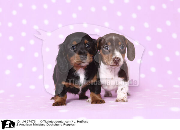 2 American Miniature Dachshund Puppies / JH-27476