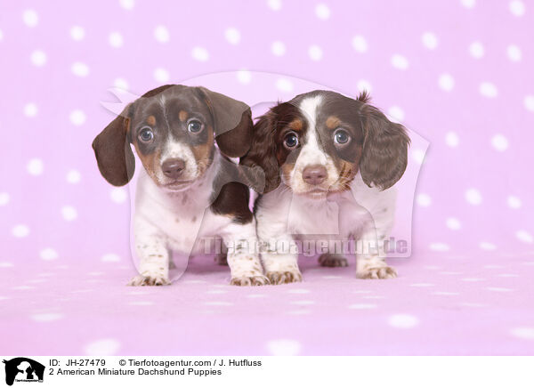 2 American Miniature Dachshund Puppies / JH-27479