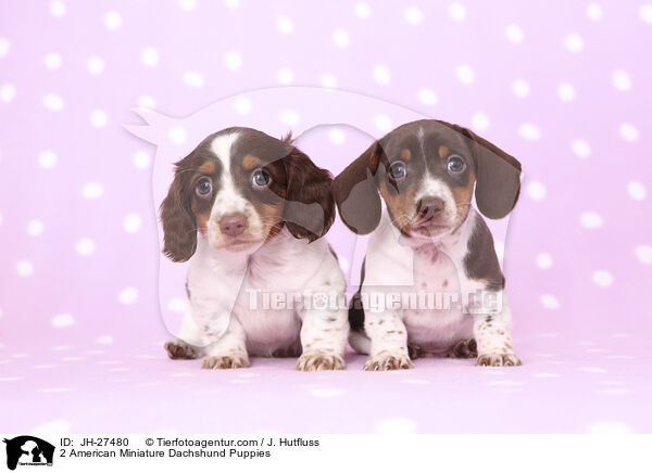 2 American Miniature Dachshund Puppies / JH-27480