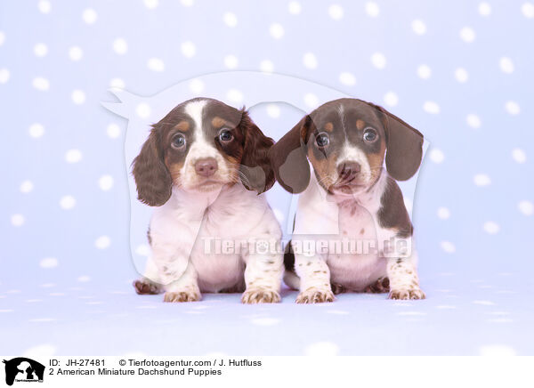 2 American Miniature Dachshund Puppies / JH-27481