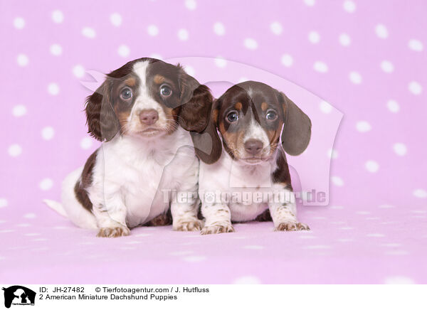 2 American Miniature Dachshund Puppies / JH-27482