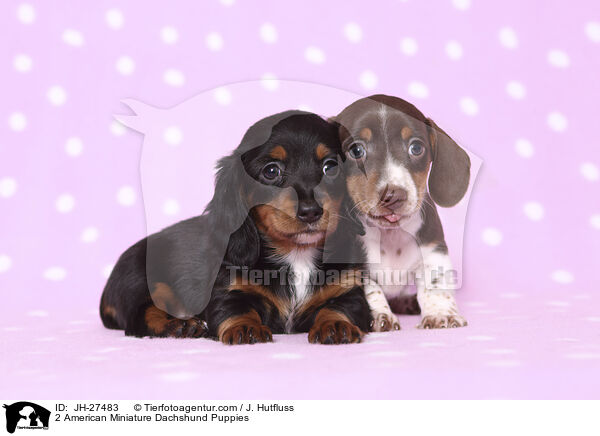 2 American Miniature Dachshund Puppies / JH-27483
