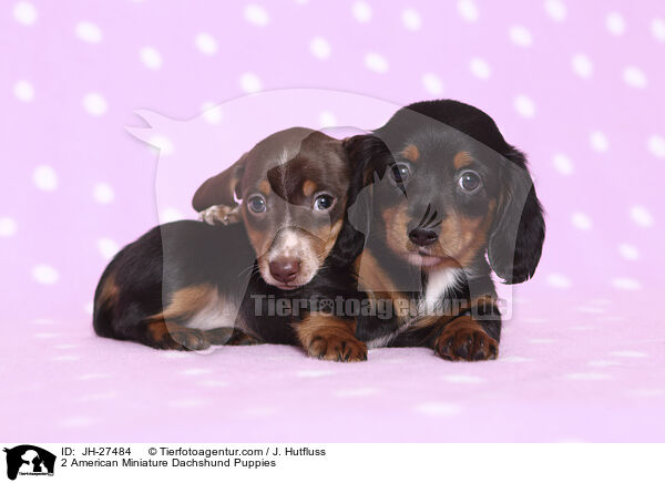 2 American Miniature Dachshund Puppies / JH-27484